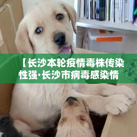 【长沙本轮疫情毒株传染性强·长沙市病毒感染情况】