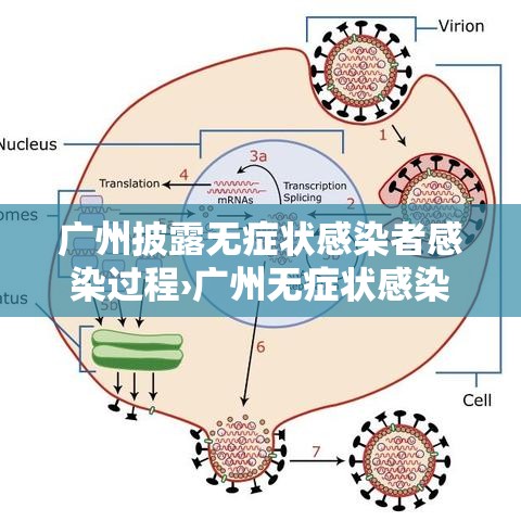 广州披露无症状感染者感染过程›广州无症状感染者轨迹