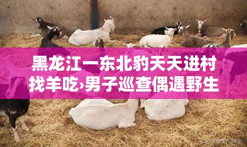黑龙江一东北豹天天进村找羊吃›男子巡查偶遇野生东北豹 黑龙江一东北豹天天进村找羊吃›男子巡查偶遇野生东北豹