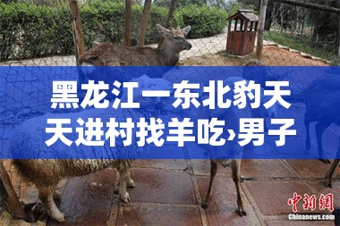 黑龙江一东北豹天天进村找羊吃›男子巡查偶遇野生东北豹