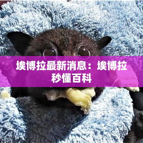 埃博拉最新消息:埃博拉秒懂百科 埃博拉最新消息:埃博拉秒懂百科