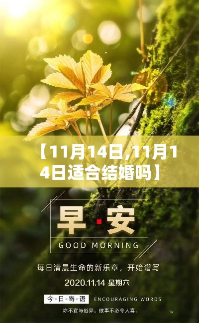 【11月14日,11月14日适合结婚吗】 【11月14日,11月14日适合结婚吗】