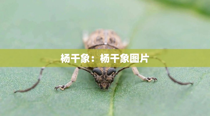 杨干象：杨干象图片